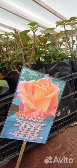 Английская Роза кустовая и плетистая