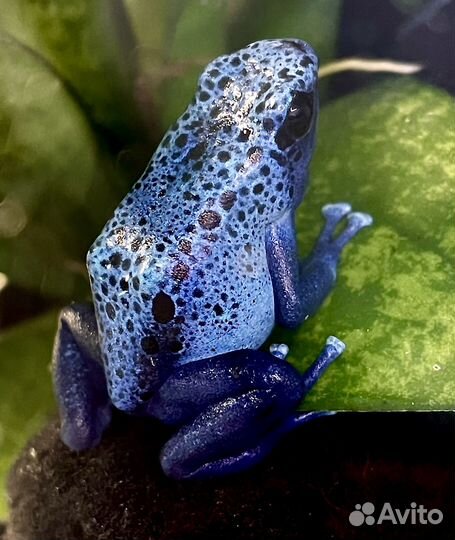 Оформление террариума, флорариума