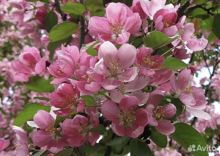 Яблоня декоративная Недзвецкого, Ред Сентинел