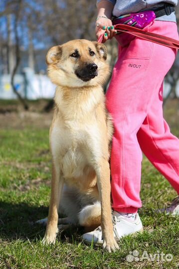 Собака Винки из приюта хочет найти семью