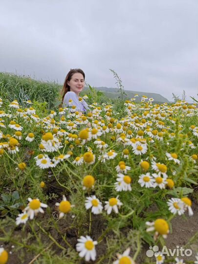 Выгул собак