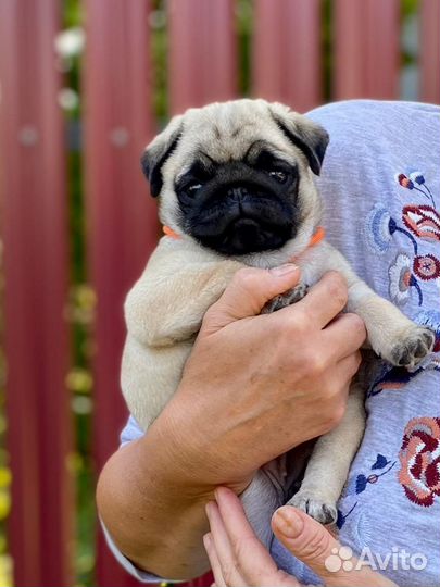 Щенки мопса