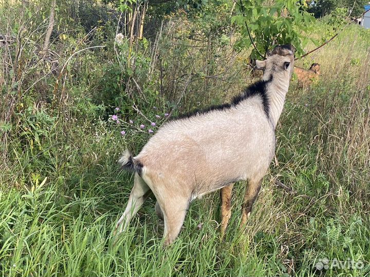 Козел альпийский