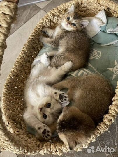 Котята вислоухие Золотые шиншиллы