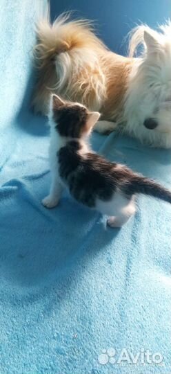 Котятки в добрые руки