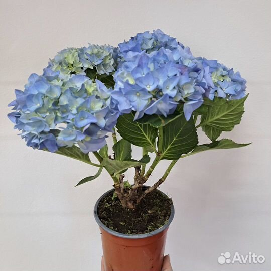 Гортензия в горшке