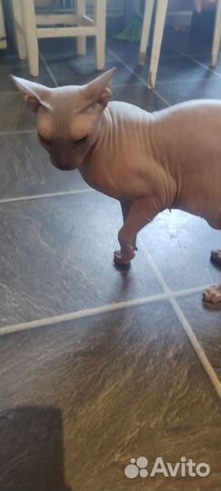 Донской сфинкс