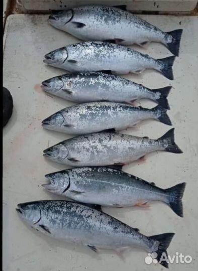 Икра.Рыба.Чавыча.Сима,Сёмга.Кижуч.Нерка,Стейки