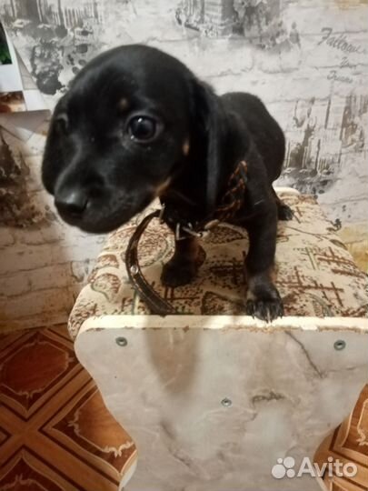 Собака такса