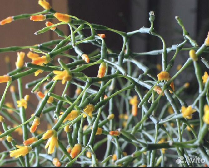 Хатиора/суккулент