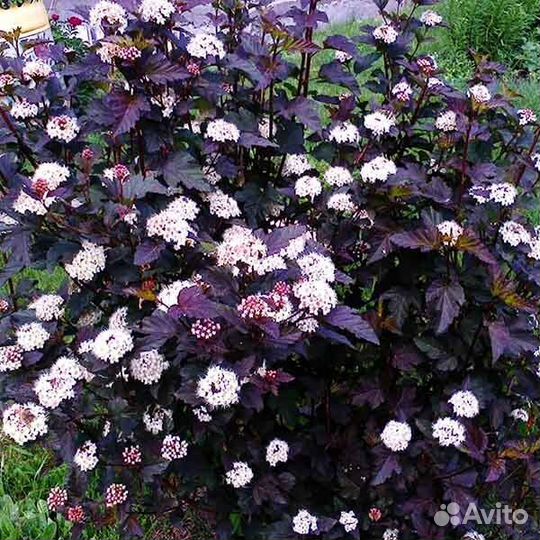 Декоративные кустарники