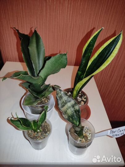 Сансевиерия сортовая