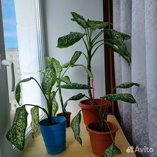 Диффенбахия Тропик Сноу (3 сред. 2 бол.)