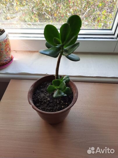 Фикус бенджамина пестролистный