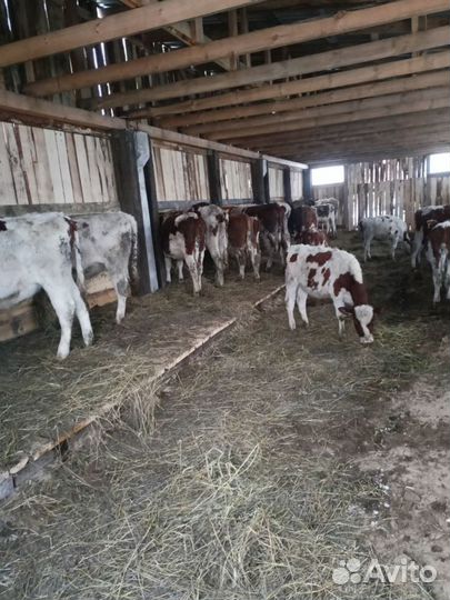 Нетели и телочки