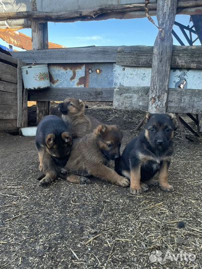 Щенки немецкой овчарки и ковказец