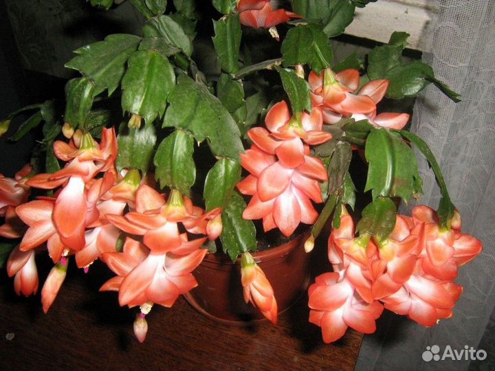 Пеларгонии и цветы домашние