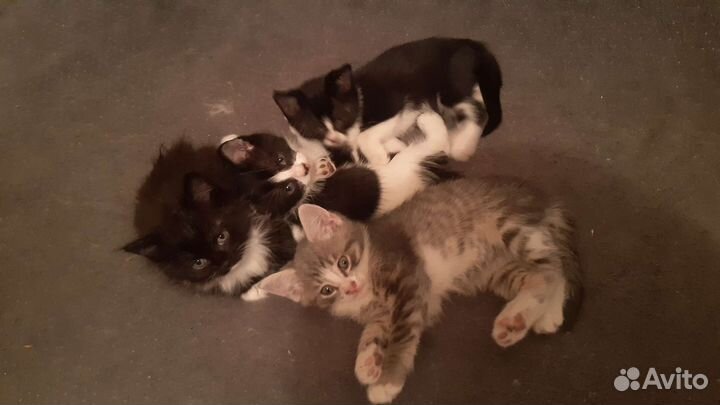 Котята в добрые руки
