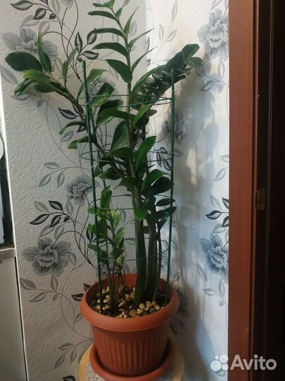 Замиокулькас