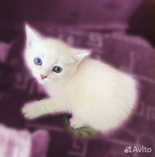 Отдаем котят в добрые руки