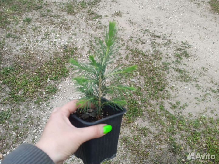 Ель голубая Мисти Блю