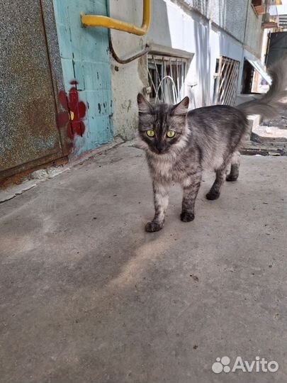 Красивая кошка на улице