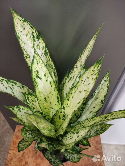 Диффенбахия везувий