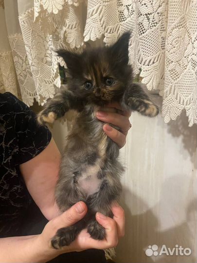 Котята мейн-кун