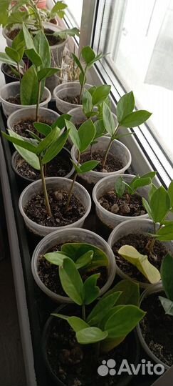 Замиокулькас