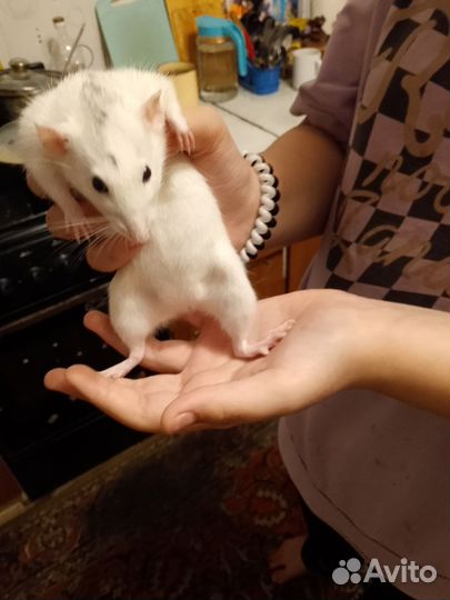 Крыса дамбо