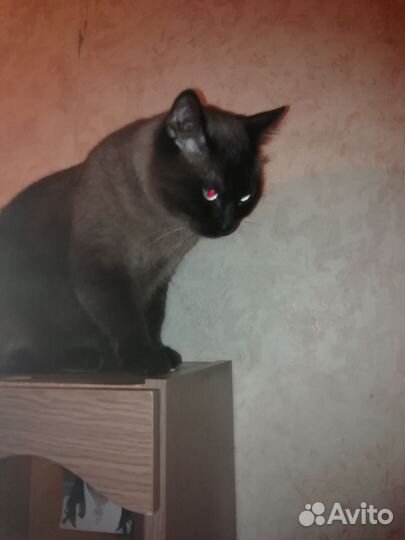 Отдам в добрые руки