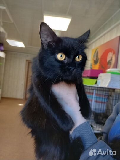 Шикарная кошка Ночка