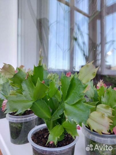 Декабрист шлюмбергера, рождественик, зогокактус