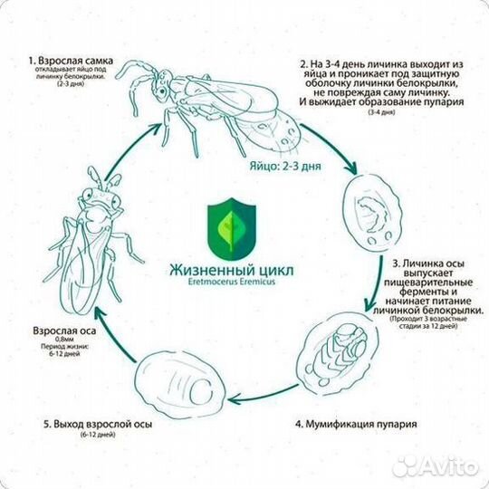 Эретмоцерус эремикус от белокрылки