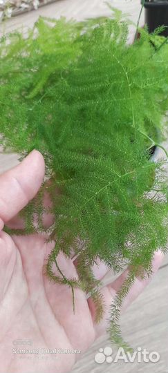 Аспарагусы два вида