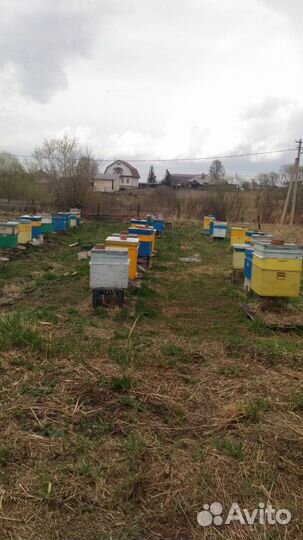 Продам пчёл на высадку