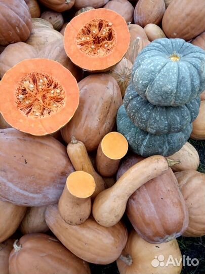 Тыква оптом