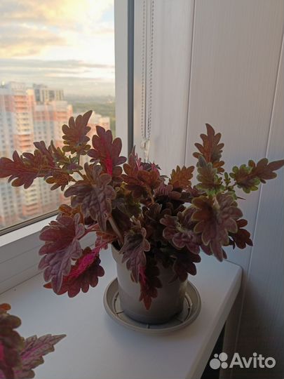 Колеус в горшочке