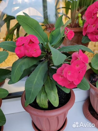 Комнатные растения