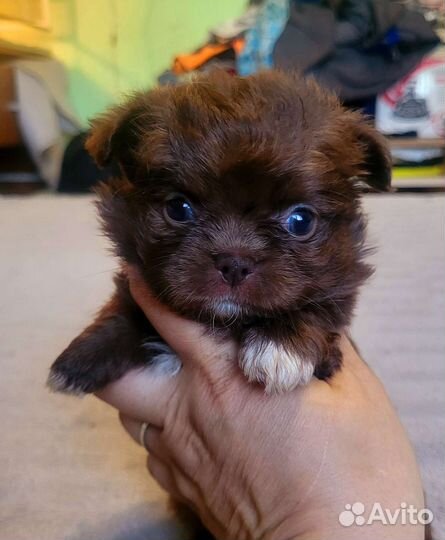 Чихуашки для кармашка