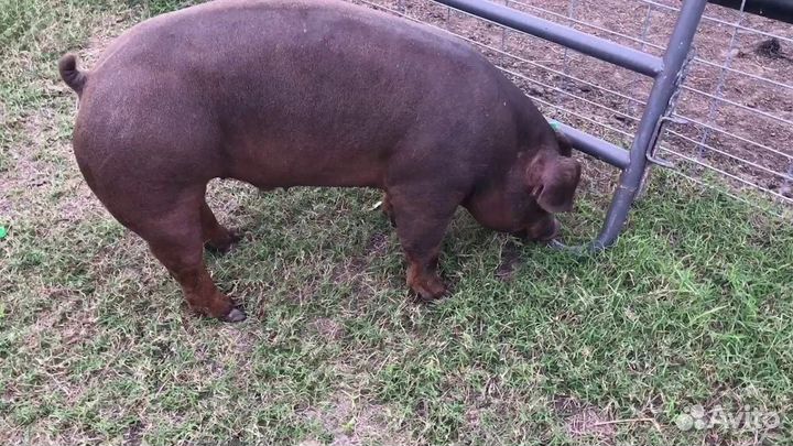 Продаю домашнее мясо свинины