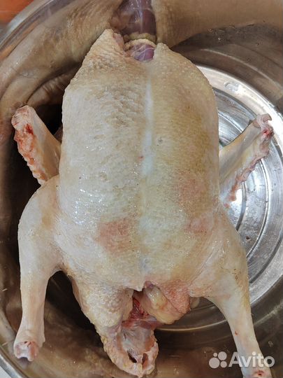 Утка домашняя мясо