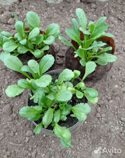 Ромашка в наличии