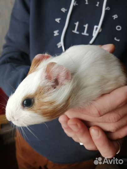 Морские свинки