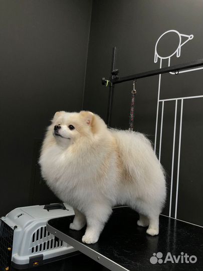 Шпиц вязка