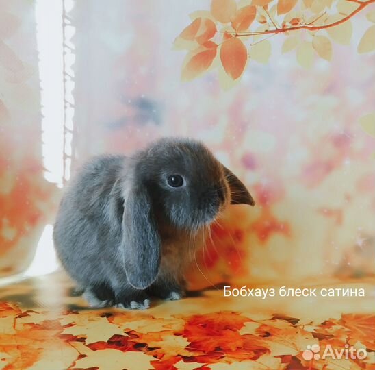 Крошка с ладошку