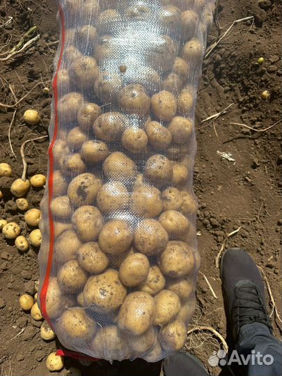 Овощи и фрукты