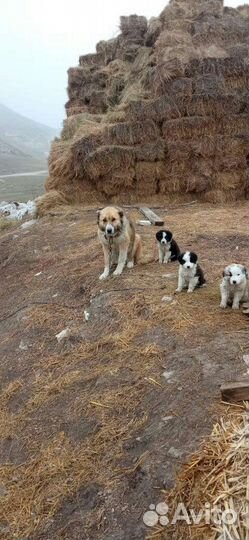 Собаки бойцовские