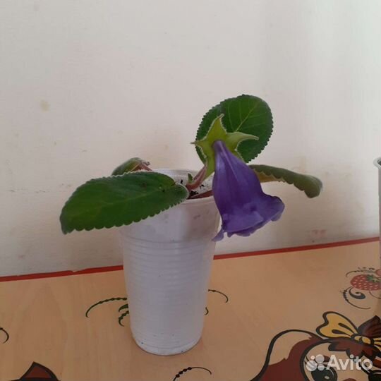 Глоксиния и тидея