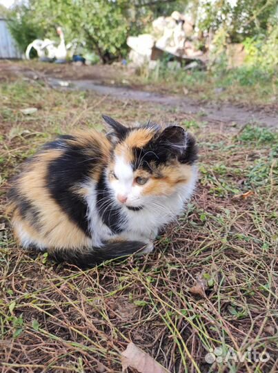 Отдам в добрые руки трехцветного котенка